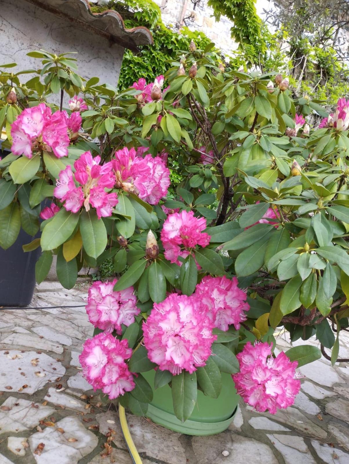 Gite 3 "Le Canal De Baza" Aux Magnolias Aubenas Exterior photo